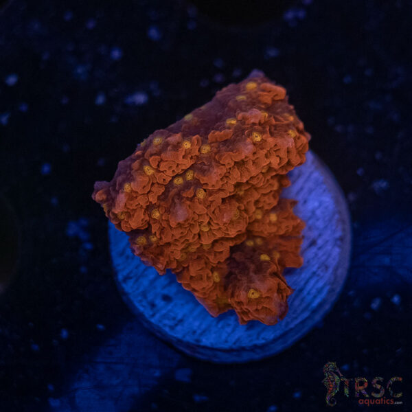 Sunburst Montipora F02