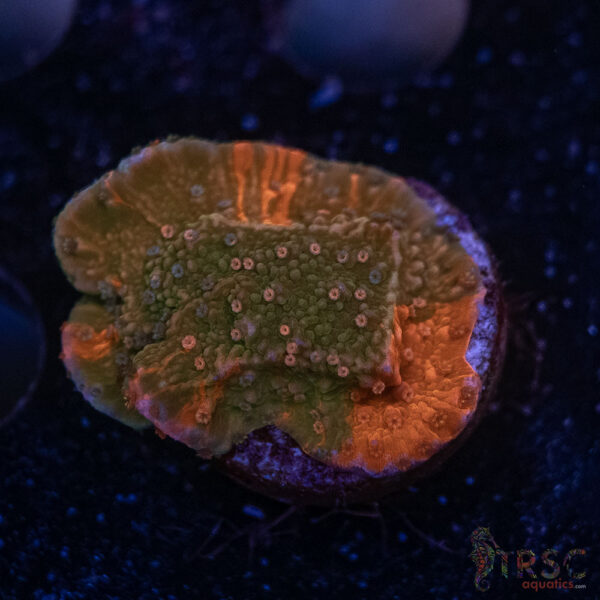 Grafted Montipora F06