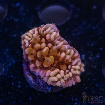 Dragonfruit Montipora F09