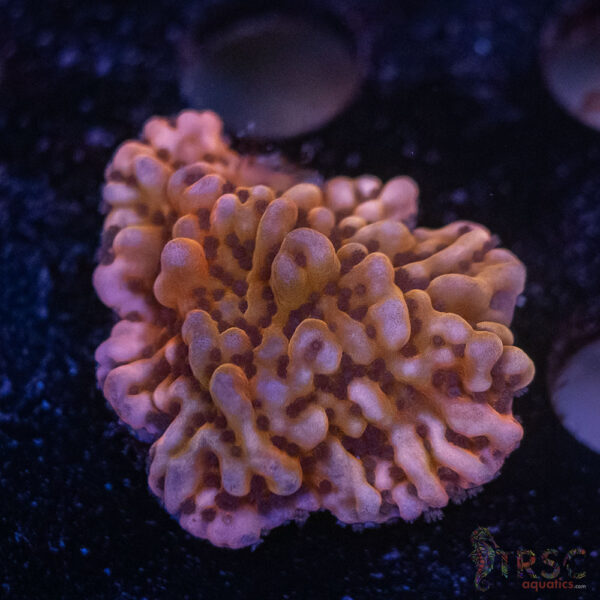 Dragonfruit Montipora F10