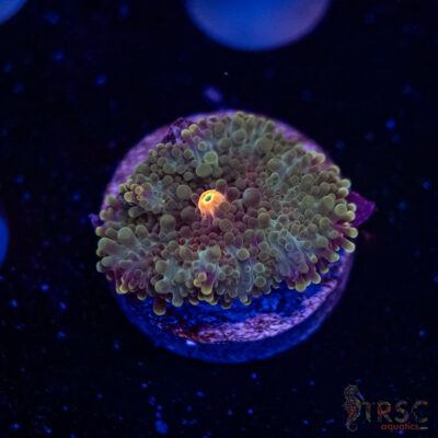 Tropic Yuma Mushroom G04