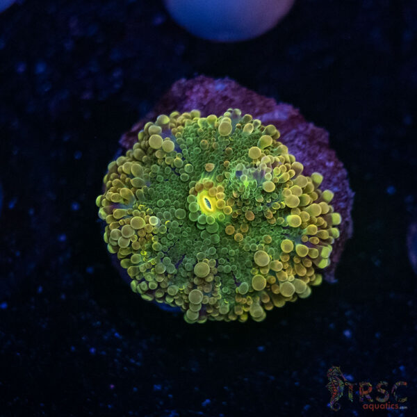 Yuma Mushroom G06
