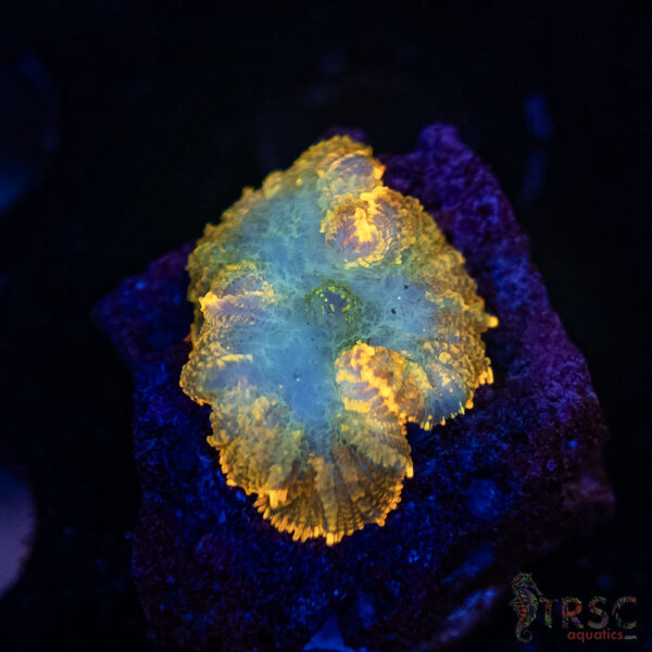 Orange Rhodactis Mushroom G07