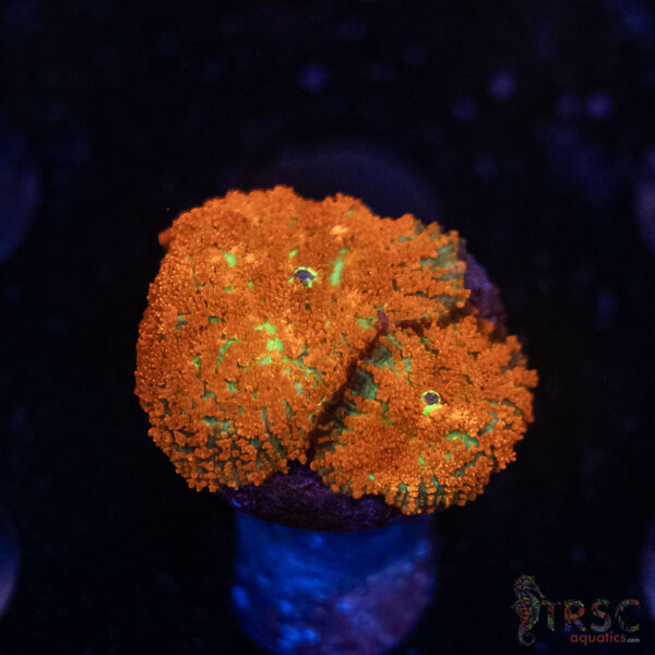 Mohegan Sun Rhodactis Mushroom G08