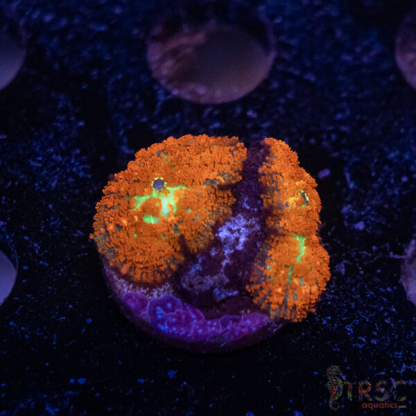 Mohegan Sun Rhodactis Mushroom G10