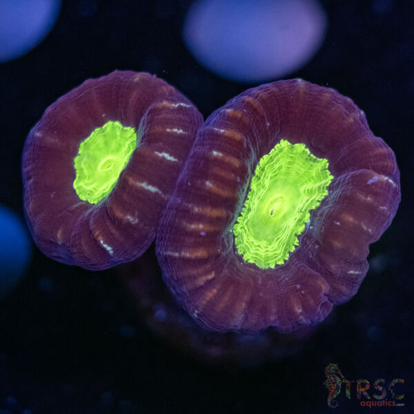BeetleJuice Trumpet Coral H04