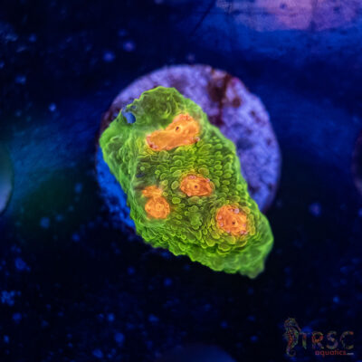 Og Mummy Eye Chalice Coral I01
