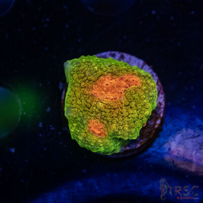 Og Mummy Eye Chalice Coral I02