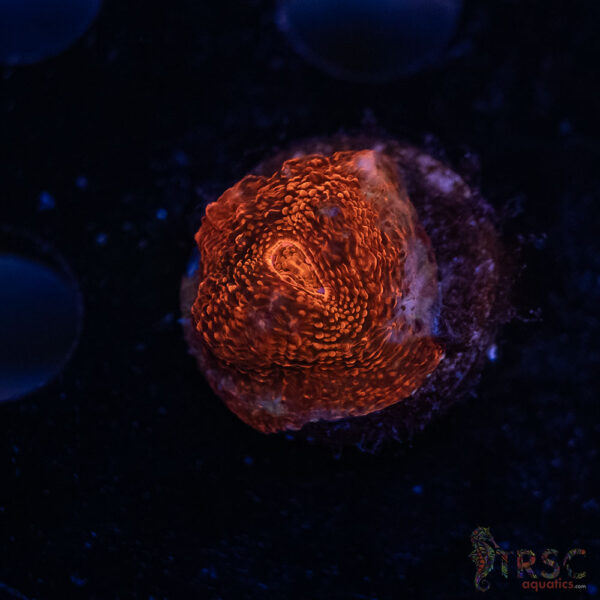 Red Lava Chalice Coral I05