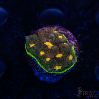 OG Watermelon Chalice Coral I07