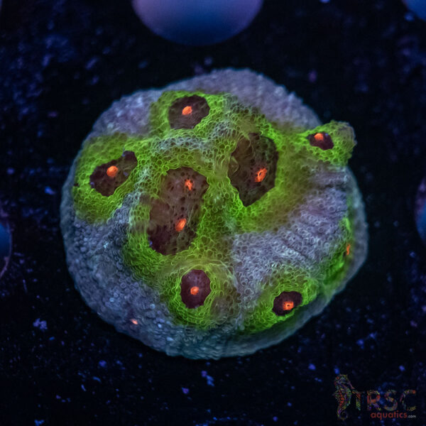 Avatar Chalice Coral J05