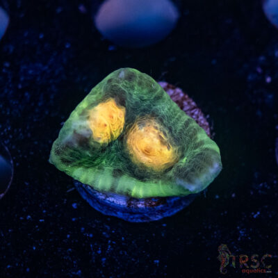 Septic Eye Chalice Coral J07