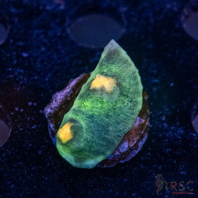 Septic Eye Chalice Coral J10