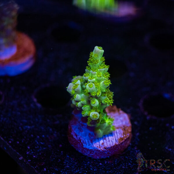 TRSC Premium Acro A05
