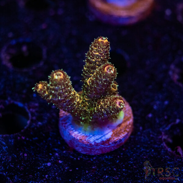 TRSC Premium Acro B03