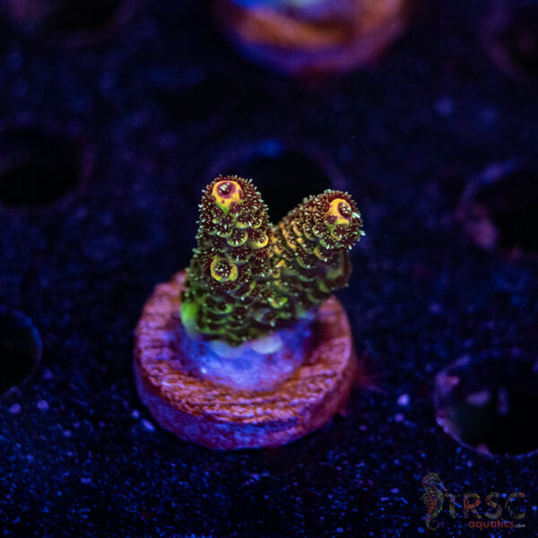 TRSC Premium Acro B04
