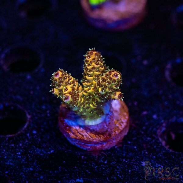 TRSC Premium Acro B05