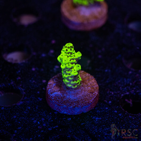 TRSC Premium Acro B09