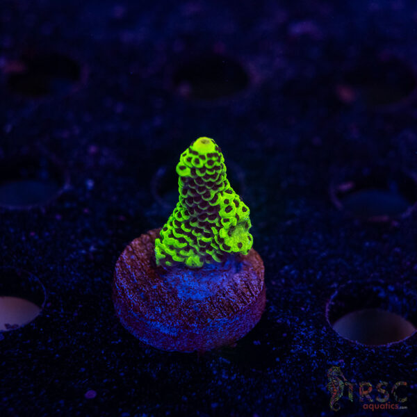 TRSC Premium Acro B10
