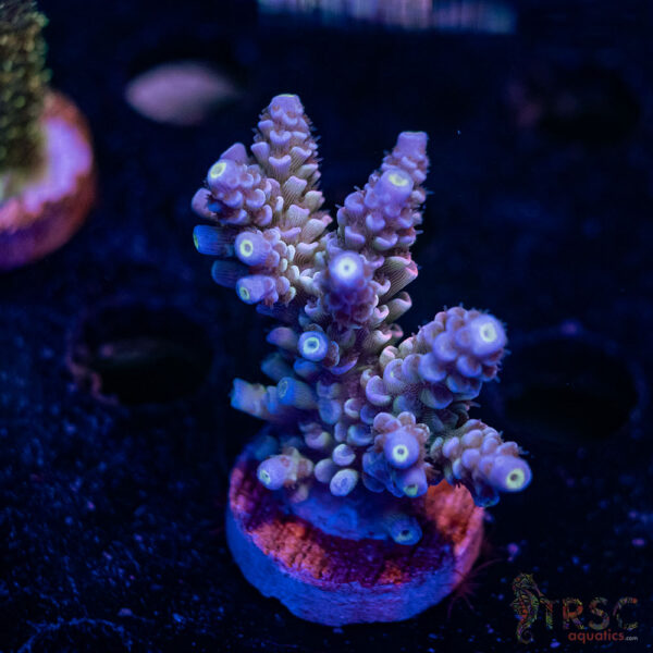 TRSC Premium Acro C02