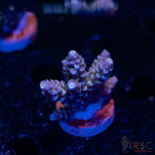 TRSC Premium Acro C04