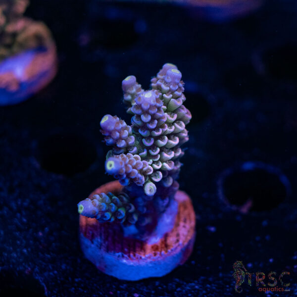 TRSC Premium Acro C05