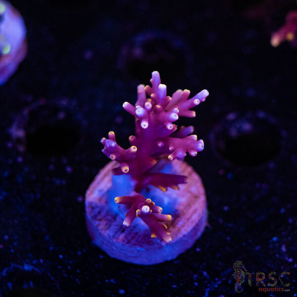 TRSC Premium Acro D01