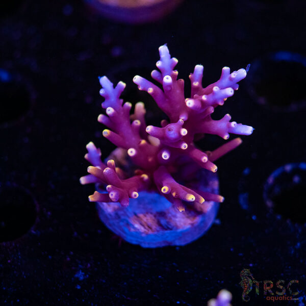 TRSC Premium Acro D04
