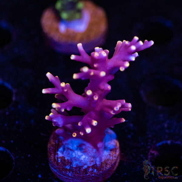 TRSC Premium Acro D05