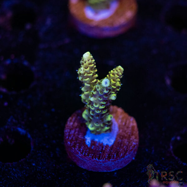 TRSC Premium Acro D06