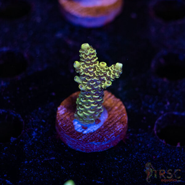 TRSC Premium Acro D07