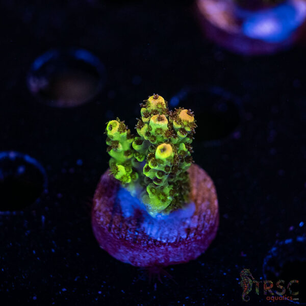TRSC Premium Acro E04