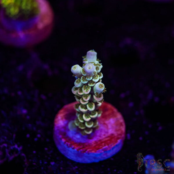 TRSC Premium Acro F01