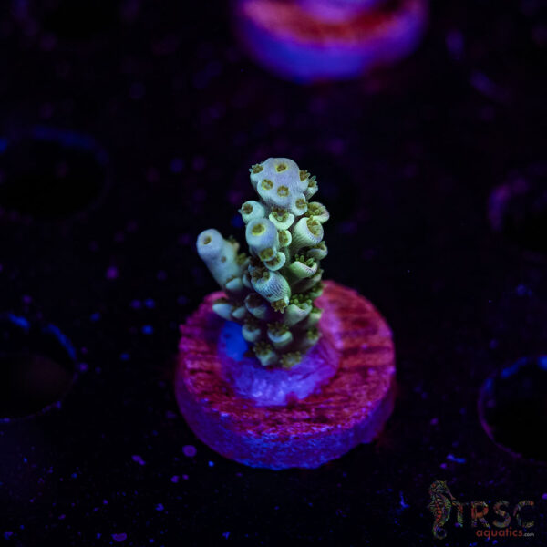 TRSC Premium Acro D09