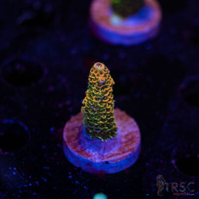 TRSC Premium Acro E04