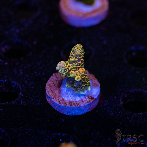 TRSC Premium Acro F08