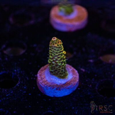 TRSC Premium Acro E06