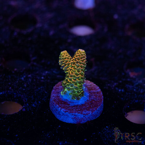 TRSC Premium Acro F10