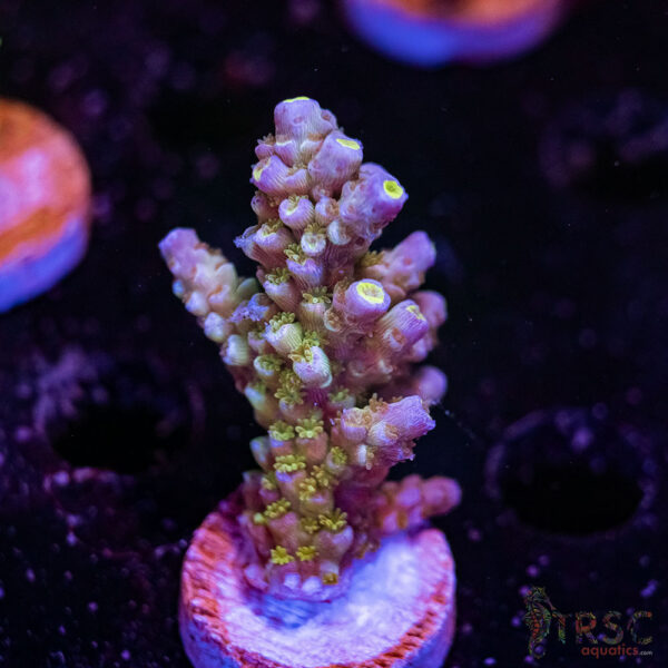 TRSC Premium Acro G01
