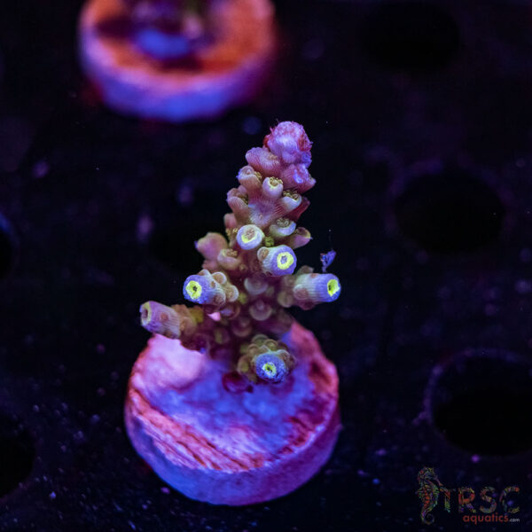 TRSC Premium Acro D03
