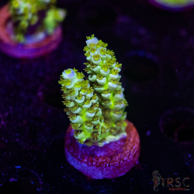 TRSC Premium Acro D04