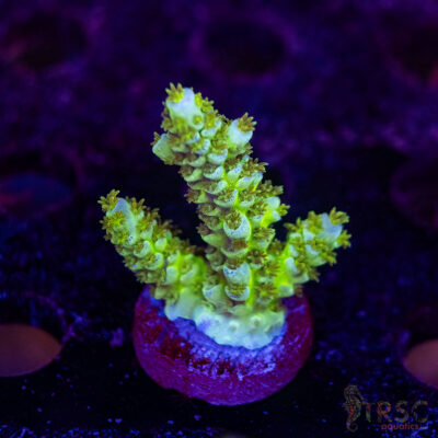 TRSC Premium Acro D08
