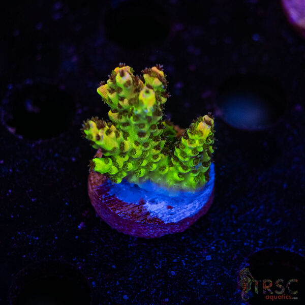 TRSC Premium Acro H01
