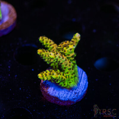 TRSC Premium Acro C01