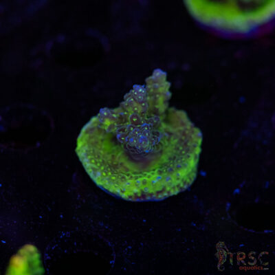 TRSC Premium Acro C06