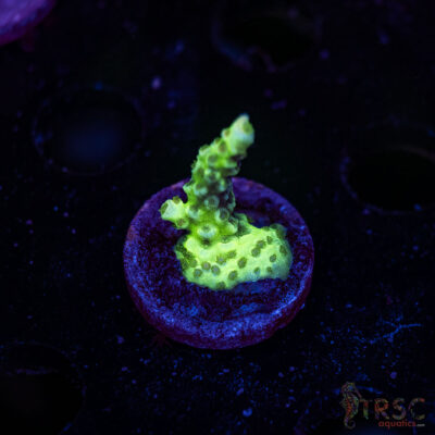 TRSC Premium Acro B08