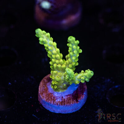 TRSC Premium Acro B09