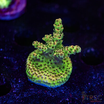 TRSC Premium Acro B02