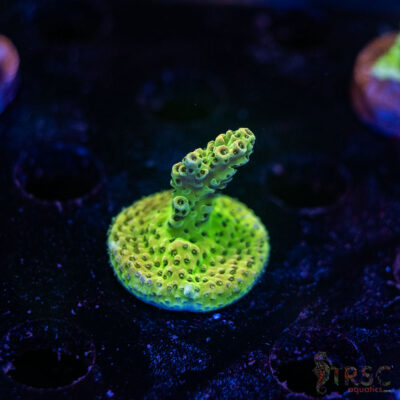 TRSC Premium Acro B05