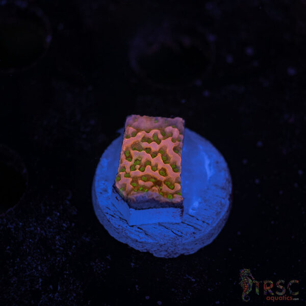 TRSC Premium Acro K04